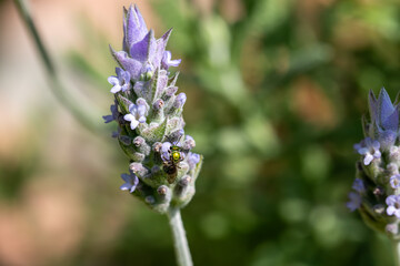  Abelha-do-suor verde met&aacute;lica. Abelha em uma flor de manjeric&atilde;o