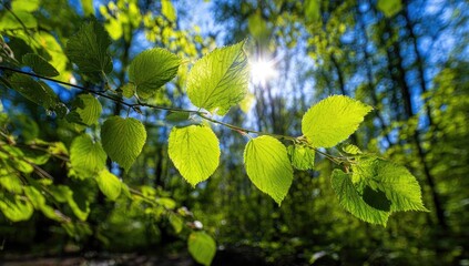 Fresh, vibrant green leaves on a branch bathed in sunlight, with a soft focus on the background forest