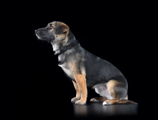 Studio photo of adorable dog