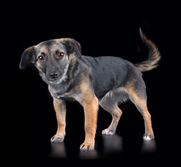 A tricolor mixed breed dog
