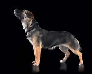 Studio close up portrait of curious mixed breed dog
