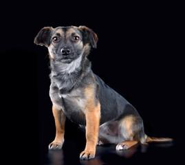Studio close up portrait of curious mixed breed dog