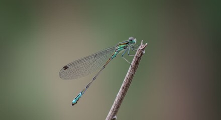 Damselfly perched on a twig in nature.