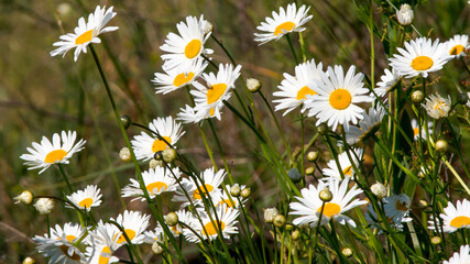 field of daisies