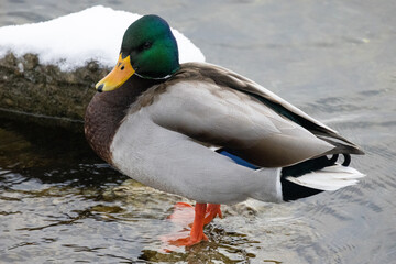 Fototapeta premium Mallard Duck Standing in Shallow Water