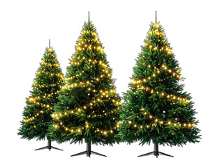 Three evergreen trees, lit by strings of warm yellow lights, against a transparent background