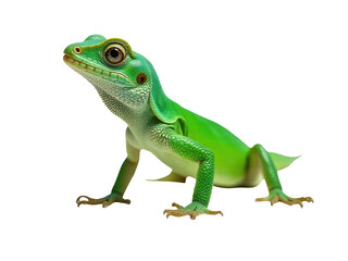Fototapeta premium A close-up view of a lizard's face on a clean white background