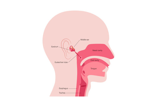 Eustachian tube poster