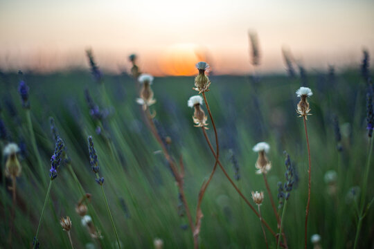 Serene Lavender Fields at Sunset in Spain