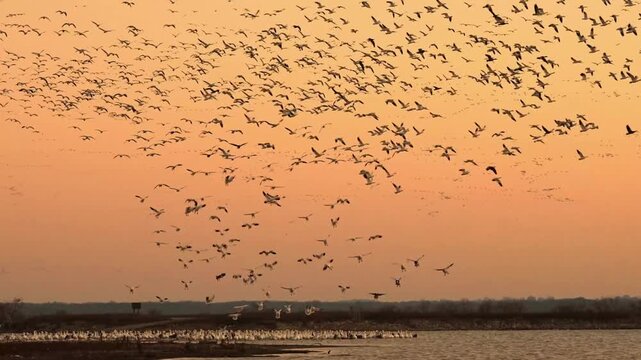 Group of snow geese flying in the sunrise