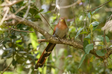 Obraz premium Piaya cayana, squirrel cuckoo perched