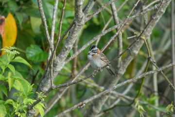 Obraz premium Zonotrichia capensis, rufous collared sparrow 