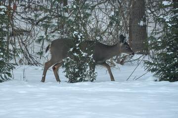 Deer Walking Among Snowy Woodland