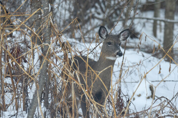 Attentive Deer Standing in Snowy Winter Brush