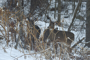 Alert Deer Standing Among Frosted Winter Vegetation