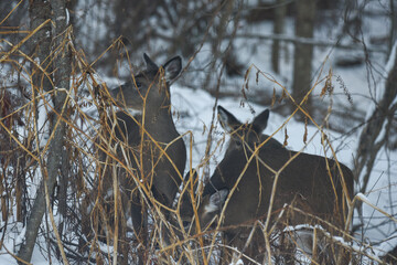 Alert Deer Standing Among Frosted Winter Vegetation
