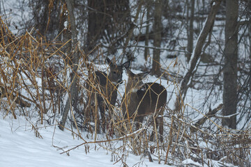 Alert Deer Standing Among Frosted Winter Vegetation