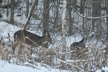 Two Deer Navigating Through Snow-Covered Winter Brush