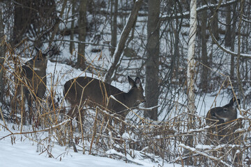 Majestic Deer Standing Among Snow-Dusted Winter Thickets