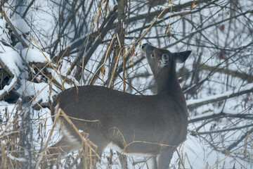 Majestic Deer Standing Among Snow-Dusted Winter Thickets