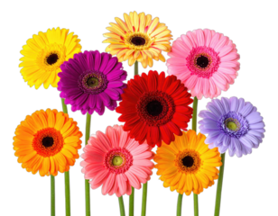A vibrant collection of gerbera daisies in various colors on a black background