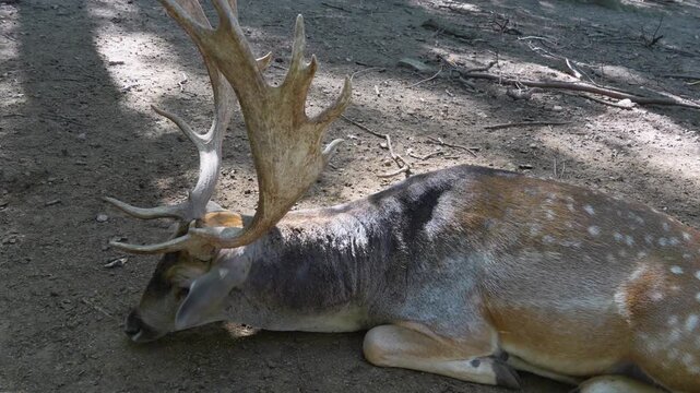 close up of male dam deer buck with large antlers on  resting in the forest on the ground oa sunny spring day