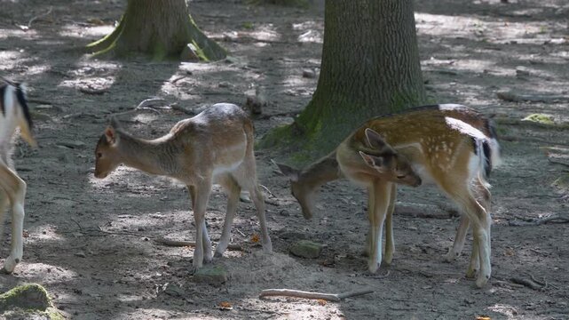 close up of female axis deer buck  standing around in the forest on a sunny summer day