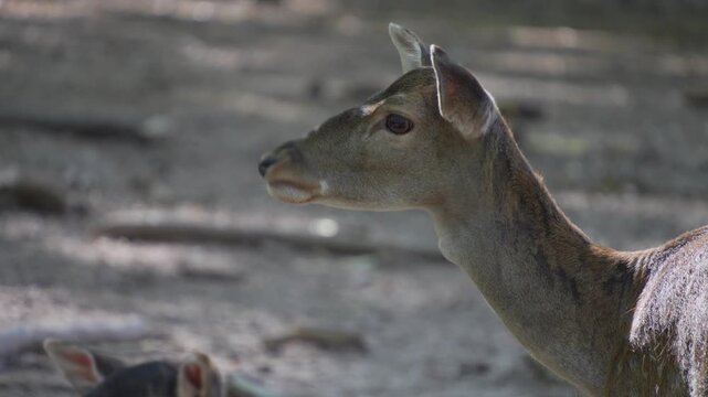 close up of female axis deer buck  standing around in the forest on a sunny summer day