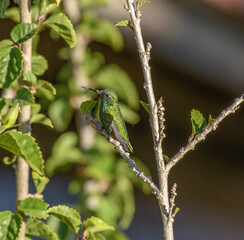 Chlorostilbon poortmani, short tailed emerald perched