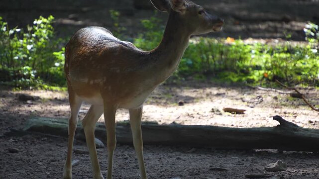 close up of female axis deer buck  standing around in the forest on a sunny summer day