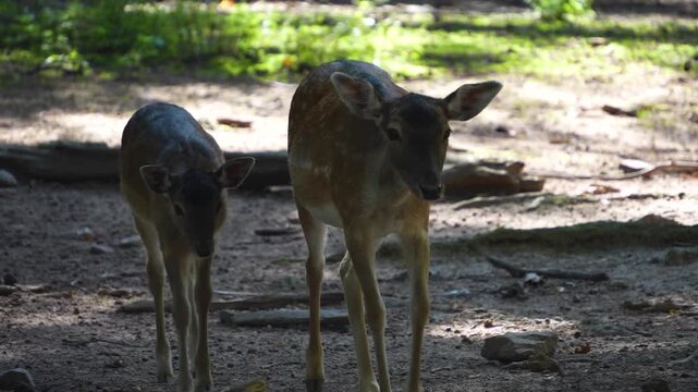 close up of female axis deer buck  standing around in the forest on a sunny summer day