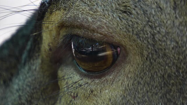 Close up of an red deer buck head and eye watching in the woods on a sunny spring day
