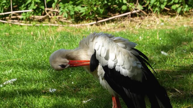 Close up of storks standing on a meadow on a sunny summer day and grooming them selfs