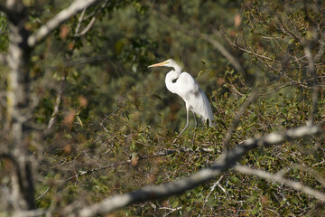 great egret, ardea alba great white bird
