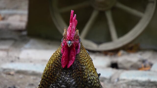 Close up of a rooster head standing in a yard looking around on a cloud spring day