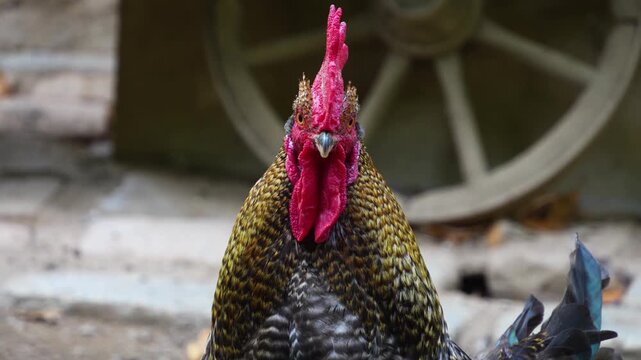 Close up of a rooster head standing in a yard looking around on a cloud spring day