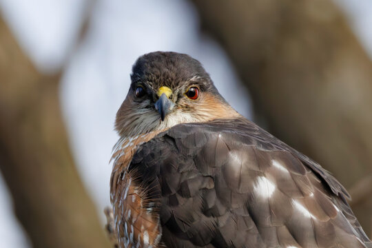Sharp Shinned Hawk Close Up