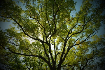 Obraz premium Green Tree Canopy with Sunlight and Fresh Leaves Background