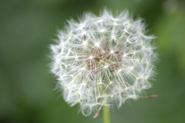 A close up of a dandelion with a blurred green background
