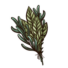 Herb bundle tied with string, fresh aromatic leaves and stems, kitchen herb ingredient in vintage engraving style, detailed botanical kitchen element. Vector illustration