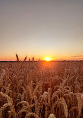 Sunset and dawn in wheat field. Sunrise or sundown on horizon above field of growing ears of wheat on summer evening. Shining sun in sky and field with spikes of ripe wheat. Agricultural landscape
