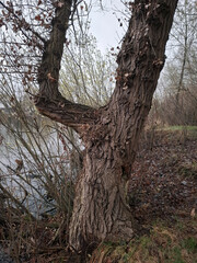Fototapeta premium Tree in the shape of the number four. Poplar on the lake shore
