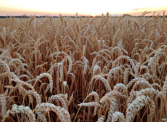 Ears of ripe wheat close-up. Ripe wheat growing in a field in summer. Ripe spikes of wheat growing in a wheat field. Agricultural landscape. Agrarian scenery. Harvesting