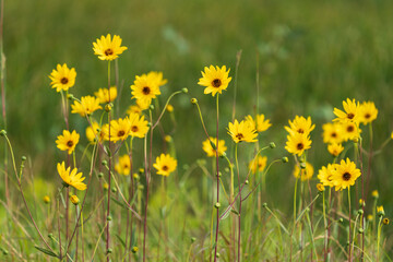 Obraz premium Helianthus