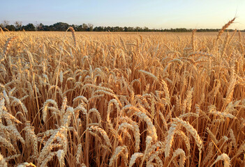 Growing wheat in field and blue sky in summer evening or morning during sunset or sunrise. Ripe ears of wheat in a calm windless sunset dawn. Ripening spike of wheat in field. Spike of wheat close-up