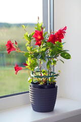 Mandevilla sanderi (Rocktrumpet) with red flowers growing indoors in a grey flower pot placed on a windowsill in summer