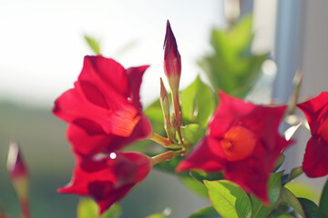 The buds of a Mandevilla sanderi (Rocktrumpet) with red flowers growing indoors on a windowsill in summer