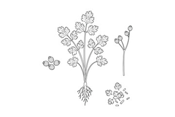 Cilantro plant seeds and leaves hand drawn sketch style vector illustration.