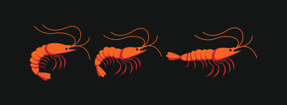 Set of orange shrimp vector illustrations in different poses isolated on black background for seafood menu. Cooked prawn or shrimp flat vector icons set for seafood restaurant branding