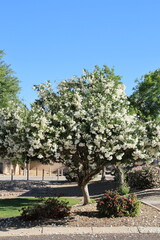 Arizona drought tolerant white Oleander blooming with soft white flowers in Spring
